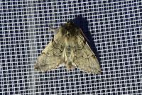 Achlya flavicornis