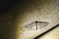 Eupithecia abbreviata