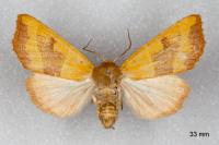 Atethmia centrago
