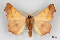 Ennomos fuscantaria