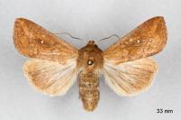 Mythimna albipuncta