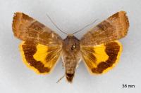 Noctua janthe