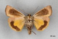 Noctua janthe