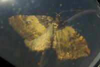Earophila badiata