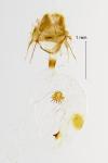 Earophila badiata