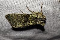 Polyploca ridens