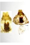 Polyploca ridens