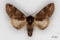 Notodonta dromedarius