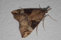 Hypena obsitalis