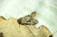 Orthosia gothica