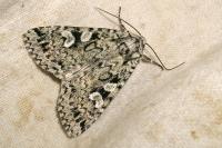 Xestia viridescens