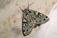 Xestia viridescens