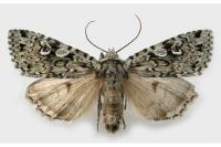 Xestia viridescens