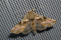 Euchalcia variabilis