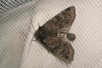 Apamea maillardi