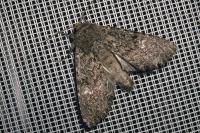 Apamea maillardi