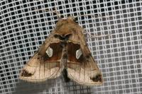Autographa aemula