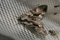 Hyppa rectilinea