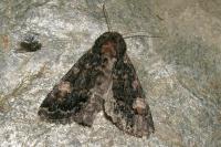 Apamea rubrirena