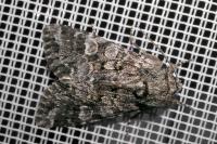 Papestra biren