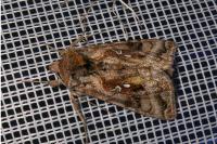 Autographa pulchrina