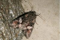 Lacanobia contigua