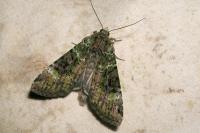 Anaplectoides prasinus