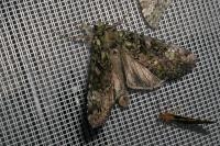 Anaplectoides prasinus