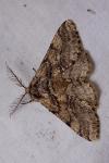 Lycia hirtaria