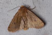 Conistra erythrocephala