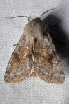 Orthosia incerta