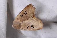 Conistra rubiginosa