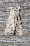 Xylocampa areola