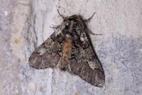 Biston strataria