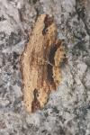 Menophra abruptaria