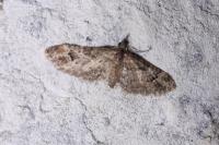 Gymnoscelis rufifasciata