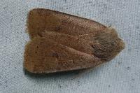 Conistra vaccinii/ligula