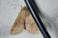 Orthosia cerasi