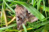 Orthosia gothica