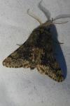 Apocheima hispidaria
