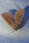 Orthosia miniosa