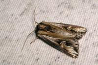Actinotia polyodon