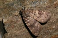 Amphipyra berbera svenssoni