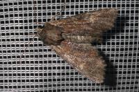 Apamea crenata