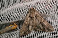 Apamea monoglypha monoglypha