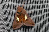 Autographa bractea