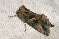 Autographa gamma