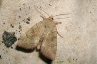 Cosmia trapezina