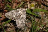 Bryophila domestica