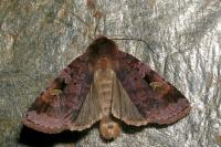 Diarsia brunnea